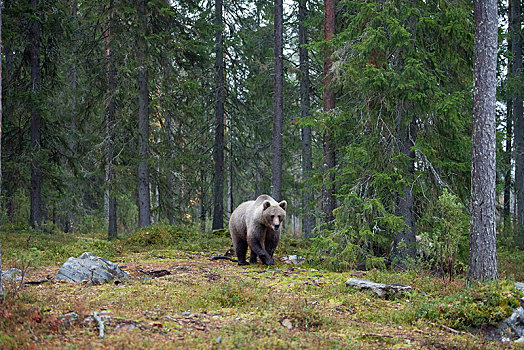 棕熊,树林,北方,卡瑞里亚,芬兰,欧洲