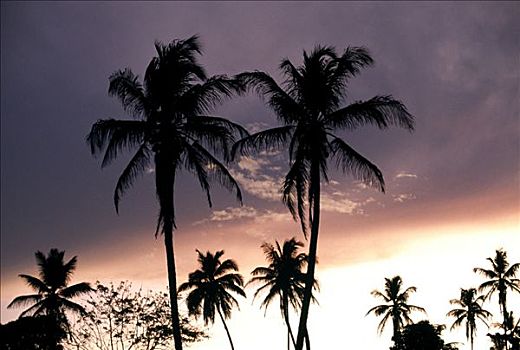 棕榈树,正面,日落,泰国,亚洲