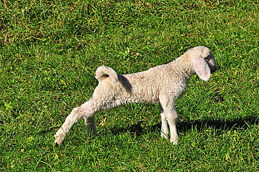 动物,羊羔,草地,伸展