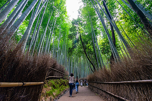 日本京都嵯峨野岚山竹林风光