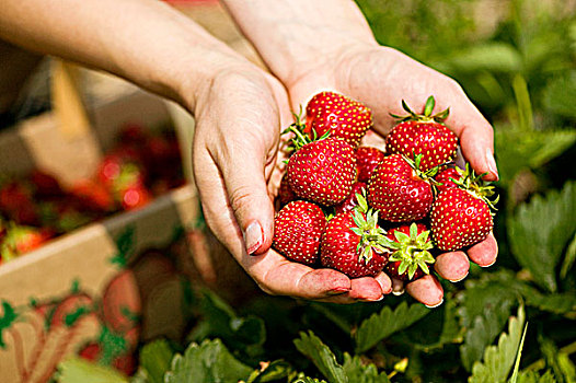 草莓,挑选,魁北克,加拿大