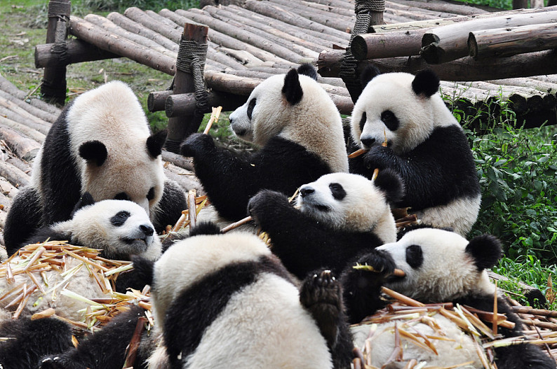 大熊猫图片_大熊猫高清图片_全景视觉