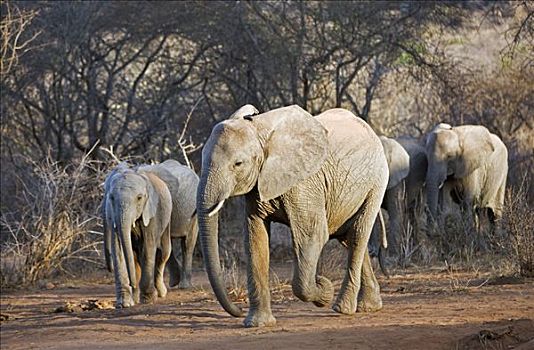 肯尼亚,查沃,东方,幼兽,大象,走,干燥,重要