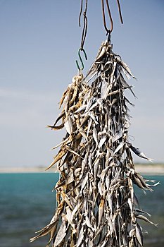 干燥,沙丁鱼,内塞巴尔,省,保加利亚