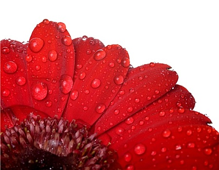红花,雨滴