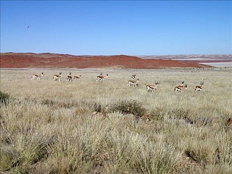 牧群,跳羚,放牧,靠近,红色,沙丘,纳米比诺克陆夫国家公园