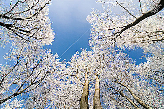 霜冻,树,蓝色,天空,山,靠近,苏黎世,瑞士,欧洲