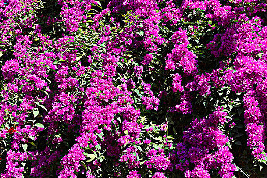 粉色,叶子花属,植物园,马若雷尔花园,玛拉喀什,摩洛哥,非洲
