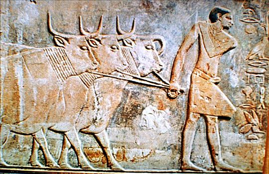 男人,牛,墙壁,浮雕,墓地,塞加拉,埃及,世纪