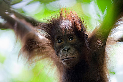 猩猩,黑猩猩,幼小,檀中埠廷国立公园,婆罗洲,马来西亚,印度尼西亚
