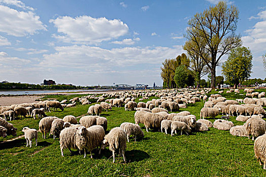 羊群,草地,莱茵河,科隆,桥,背影,北莱茵-威斯特伐利亚,德国,欧洲