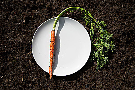 胡萝卜,盘子,土地