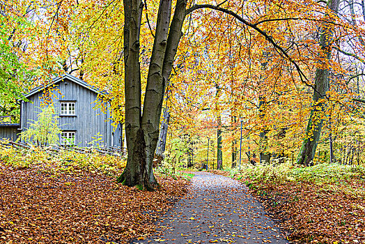 秋天,树,木屋,背景