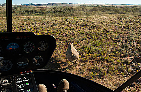荒芜,黑犀牛,直升飞机,大象,自然保护区,南非