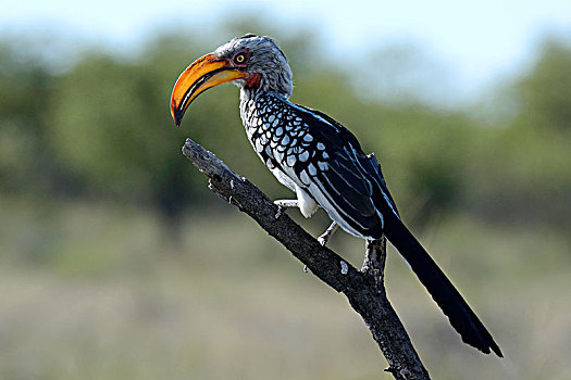 南方,犀鸟,埃托沙国家公园,纳米比亚,非洲