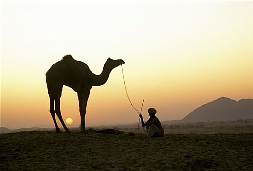 剪影,骆驼,单峰骆驼,男人,日落,天空,普什卡,拉贾斯坦邦,印度