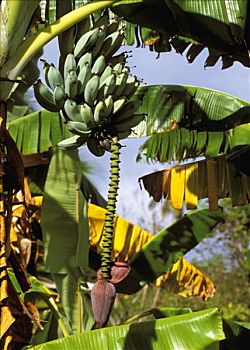 新加勒多尼亚,香蕉串
