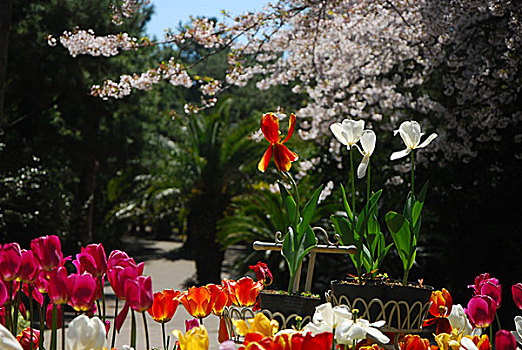 郁金香花