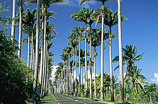 瓜德罗普,地区,道路,棕榈树