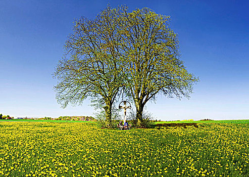 母女,两个,菩提树,树,坐,长椅,中间,蒲公英,草地,艾希斯泰特,地区,巴伐利亚,德国,欧洲