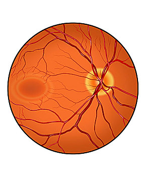视网膜,眼