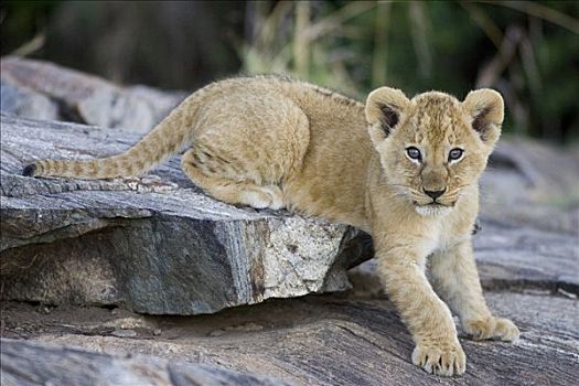 非洲狮,狮子,7-8岁,星期,老,幼兽,岩石上,脆弱,马赛马拉国家保护区,肯尼亚