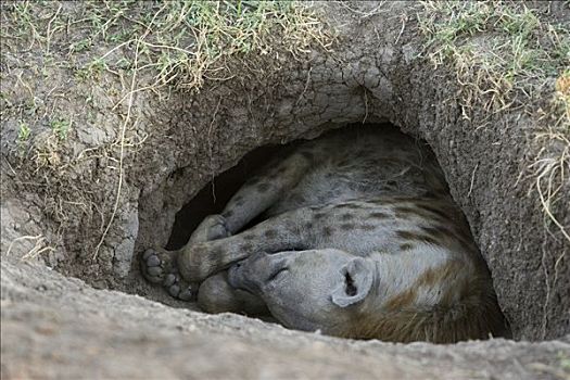 斑鬣狗,母兽,睡觉,窝,马赛马拉国家保护区,肯尼亚