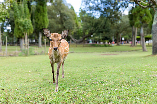 可爱,鹿,奈良,公园