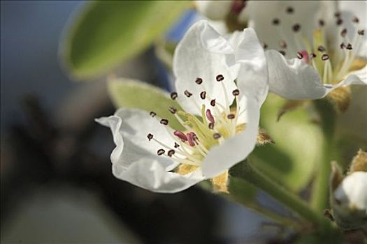 微距,梨,花