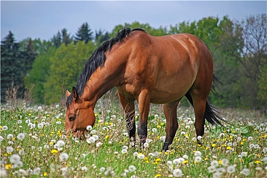 马,草地