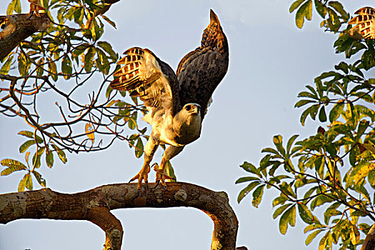哈比鹰,幼小,15个月,飞,枝条,亚马逊河,巴西,南美