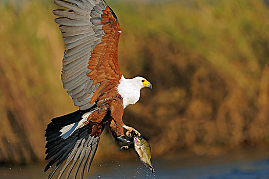 非洲鱼鹰,吼海雕,鱼,捕食,乔贝国家公园,博茨瓦纳