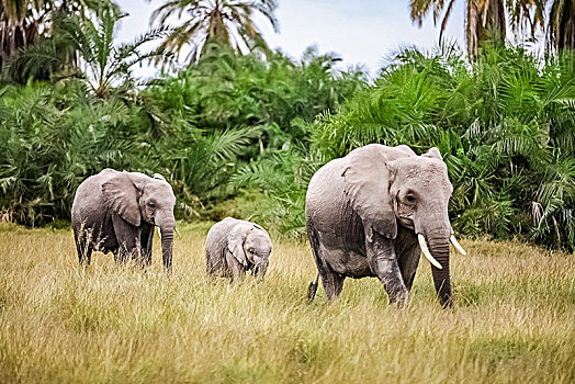 肯尼亚安博塞利国家公园野象生态环境