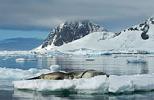 南极,南极半岛,海豹,幼仔,浮冰