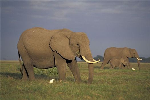 非洲,灌木,热带草原,大象,非洲象,安伯塞利国家公园,肯尼亚