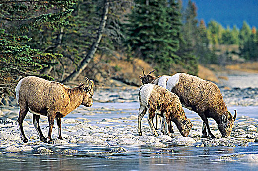 落基山,大角羊,饮料,碧玉国家公园,艾伯塔省,加拿大