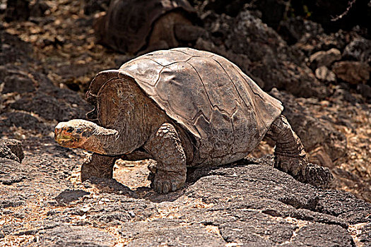 龟,巨大,成年,加拉帕戈斯群岛,太平洋