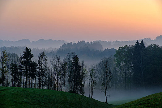 黎明,雾气,上方,树林,靠近,上巴伐利亚,巴伐利亚,德国,欧洲