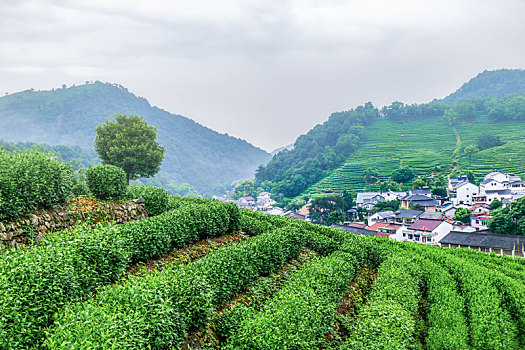 杭州龙井村茶山