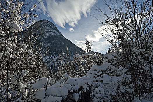 自然,冬季风景,树,初雪