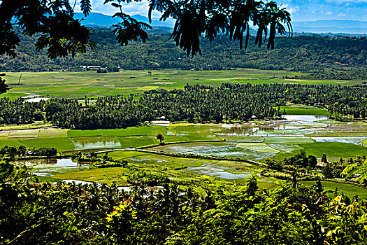 稻田,西部,印度尼西亚