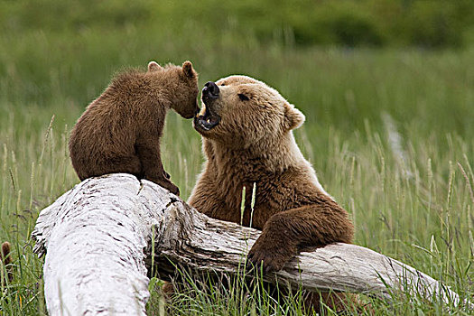 大灰熊,棕熊,女性,幼兽,玩,原木上,卡特麦国家公园,阿拉斯加