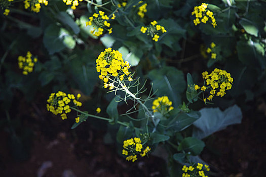 罗平油菜花