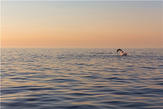 海豚,背景,漂亮,日落