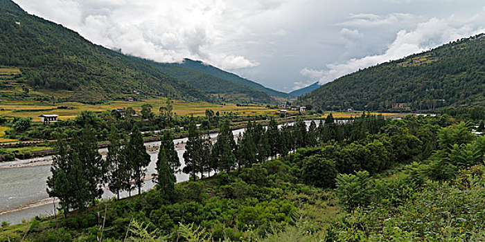 树,河,普那卡,地区,不丹
