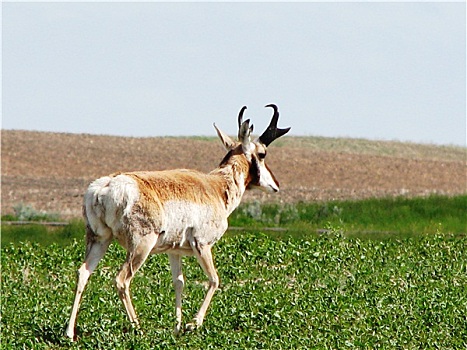 叉角羚,加拿大