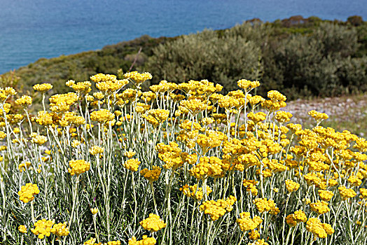 花,咖哩,植物,国家公园,库萨达斯,省,爱琴海,区域,土耳其,亚洲