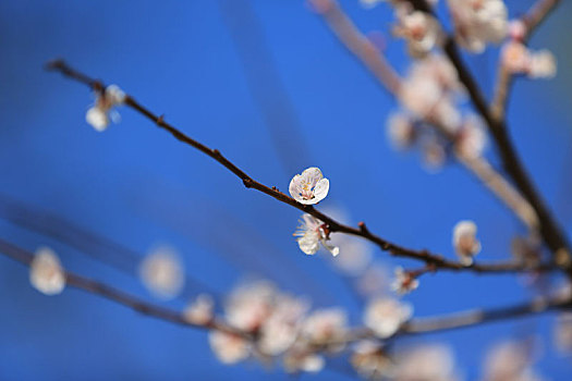 春天樱花