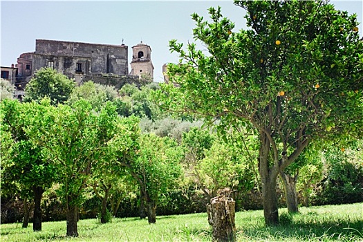 橘树,靠近,墙壁,中世纪,教堂,西西里