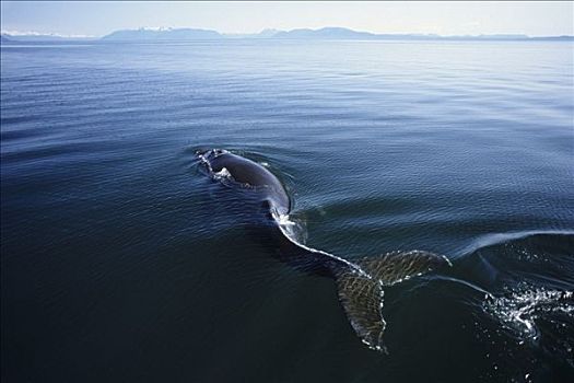 驼背鲸,游动,表面,东南阿拉斯加,夏天